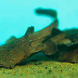Angler Catfish