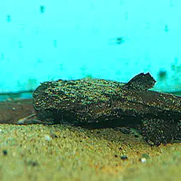 Angler Catfish, photo 3
