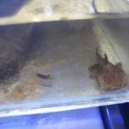 Angler Catfish, photo 5