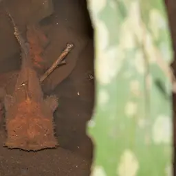 Angler Catfish, photo 6
