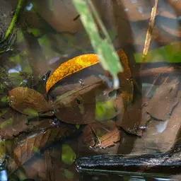 Angler Catfish, photo 8