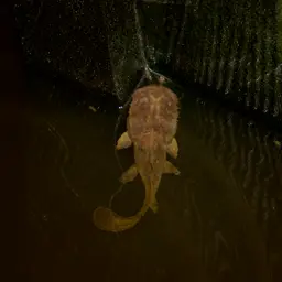 Angler Catfish, photo 9