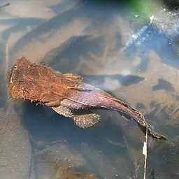 Angler Catfish, photo 11