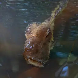 Angler Catfish, photo 12
