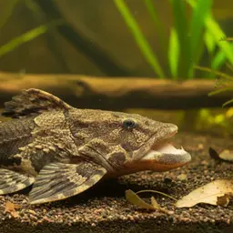 Burmese Frogmouth Catfish, photo 1