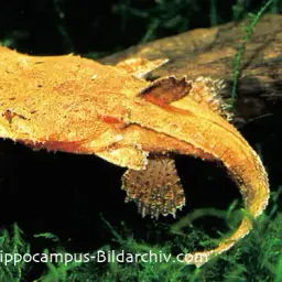 Indian Chaca, photo 1