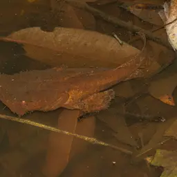 Indian Chaca, photo 2