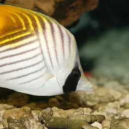 Threadfin Butterflyfish