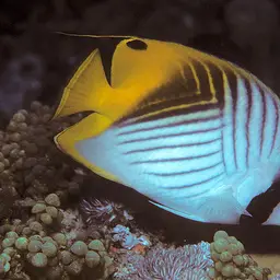 Threadfin Butterflyfish, photo 2