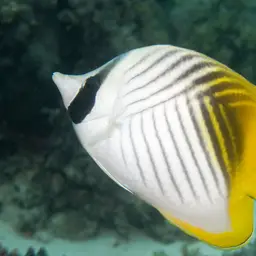 Threadfin Butterflyfish, photo 3