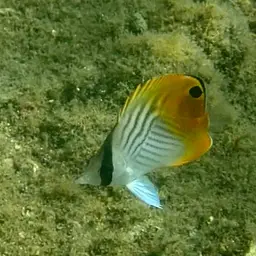 Threadfin Butterflyfish, photo 4