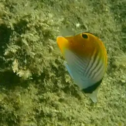 Threadfin Butterflyfish, photo 5