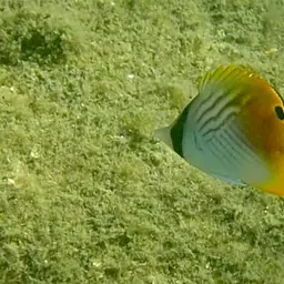 Threadfin Butterflyfish, photo 6