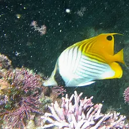 Threadfin Butterflyfish, photo 7