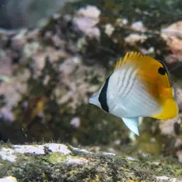 Threadfin Butterflyfish, photo 8