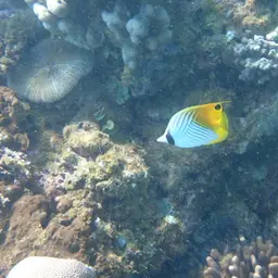 Threadfin Butterflyfish, photo 9