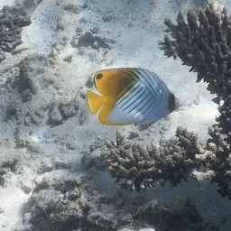 Threadfin Butterflyfish, photo 10