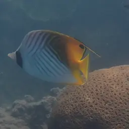 Threadfin Butterflyfish, photo 11