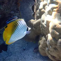 Threadfin Butterflyfish, photo 12