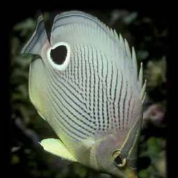 Four Eye Butterflyfish