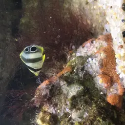 Four Eye Butterflyfish, photo 2