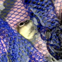 Four Eye Butterflyfish, photo 3