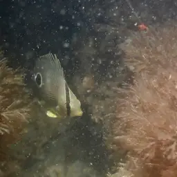 Four Eye Butterflyfish, photo 4