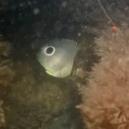 Four Eye Butterflyfish, photo 5