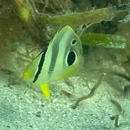 Four Eye Butterflyfish, photo 6