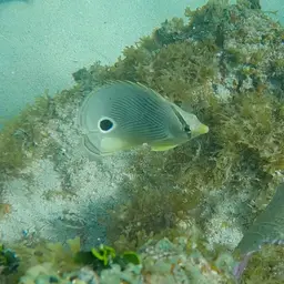 Four Eye Butterflyfish, photo 7