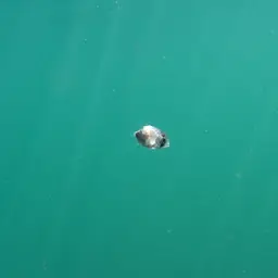 Four Eye Butterflyfish, photo 10