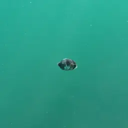 Four Eye Butterflyfish, photo 11