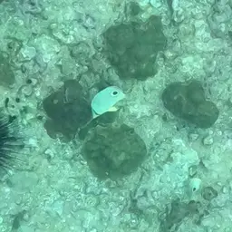 Four Eye Butterflyfish, photo 12
