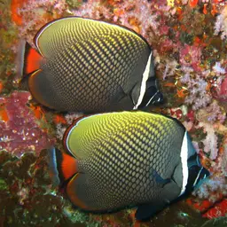 Redtail Butterflyfish