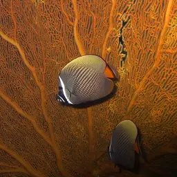 Redtail Butterflyfish, photo 2