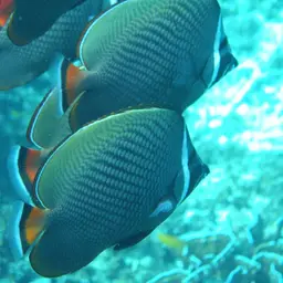 Redtail Butterflyfish, photo 3