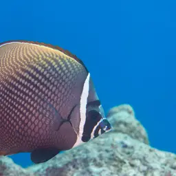 Redtail Butterflyfish, photo 4