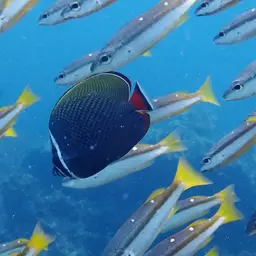 Redtail Butterflyfish, photo 5