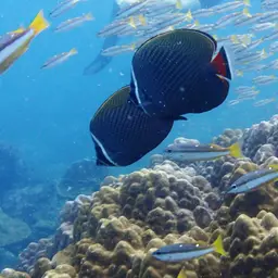 Redtail Butterflyfish, photo 6