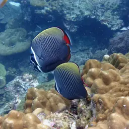 Redtail Butterflyfish, photo 7