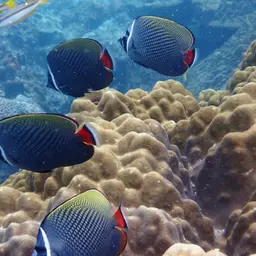 Redtail Butterflyfish, photo 8