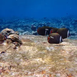 Redtail Butterflyfish, photo 9