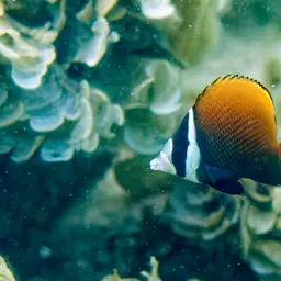 Redtail Butterflyfish, photo 10