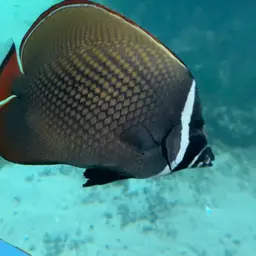 Redtail Butterflyfish, photo 11
