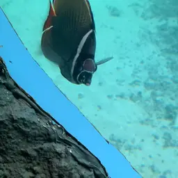 Redtail Butterflyfish, photo 12