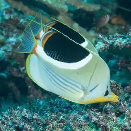 Saddle Butterflyfish