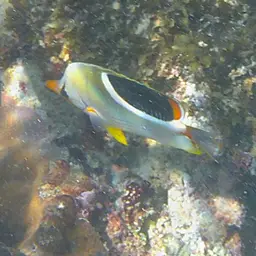 Saddle Butterflyfish, photo 2