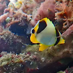 Saddle Butterflyfish, photo 3