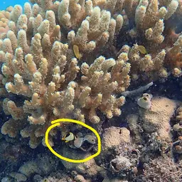 Saddle Butterflyfish, photo 4