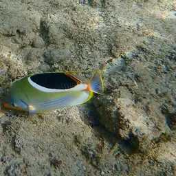 Saddle Butterflyfish, photo 5